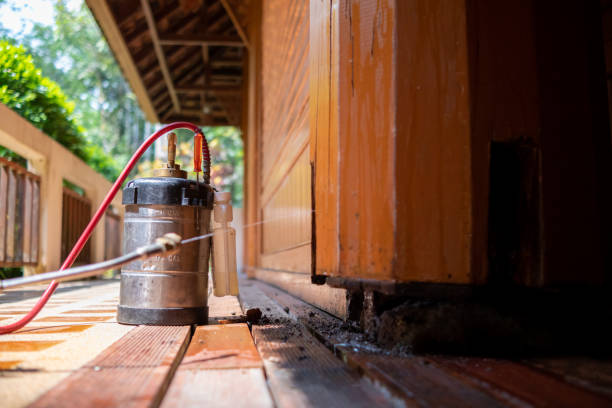 Best Ant Control Services  in Ely, IA