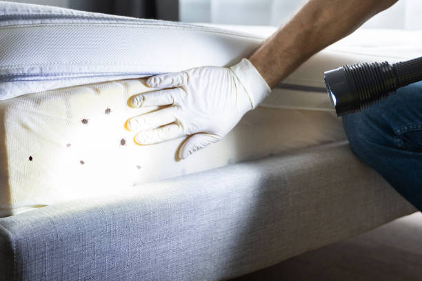 Best Mosquito Control Services  in Ely, IA
