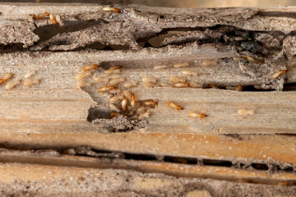 Best Insect Control  in Ely, IA