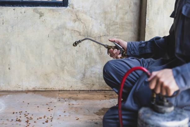 Best Termite Control Services  in Ely, IA